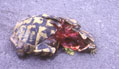 970713_M_toteSchildkroete_0707.jpg (10754 Byte)